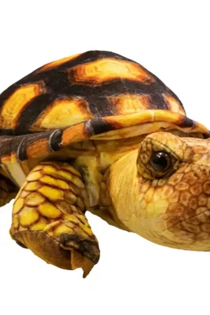 Koopje Pluche Knuffel Schildpad