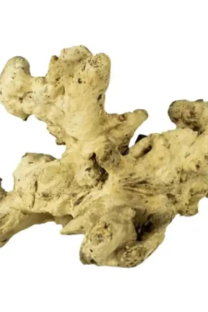 Direct Verzonden Back Zoo Nature Coral Wood Medium