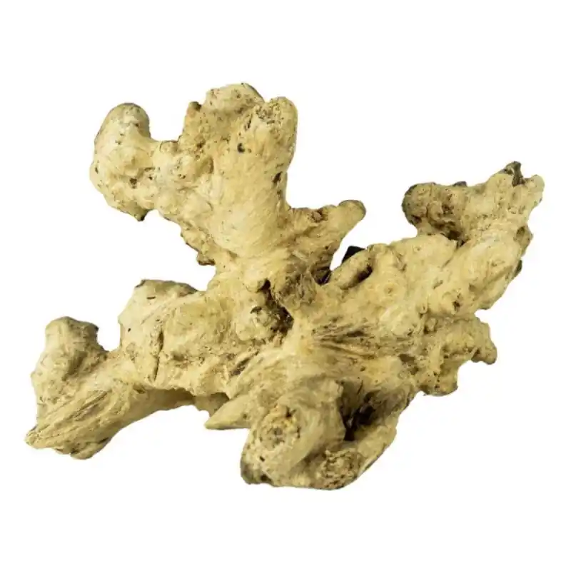 Direct Verzonden Back Zoo Nature Coral Wood Medium