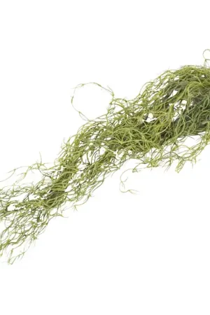 Lucky Reptile Louisiana Moss 50 cm Express Levering