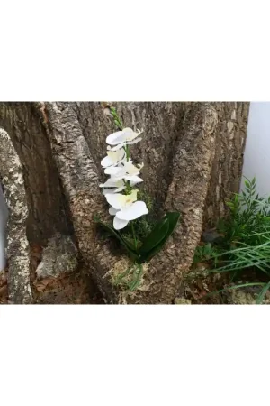 Populair Lucky Reptile Orchidee Small Wit 25 cm