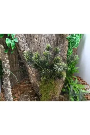 Lucky Reptile Podocarpus 40cm Nu Kopen