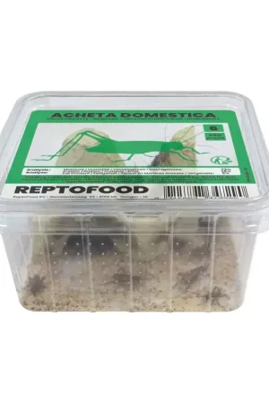 ReptoFood Levende Huiskrekels maat 6 voor Reptielen Exclusieve Aanbieding