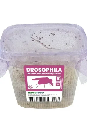 Fruitvliegjes S voor reptielen en amfibieën Shop Nu