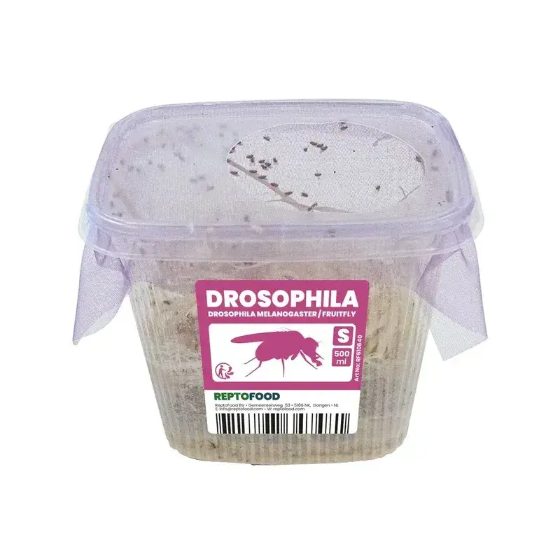 Fruitvliegjes S voor reptielen en amfibieën Shop Nu
