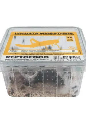 ReptoFood Levende Treksprinkhanen voor Reptielen XS - Locusta Migratoria Lage Kosten
