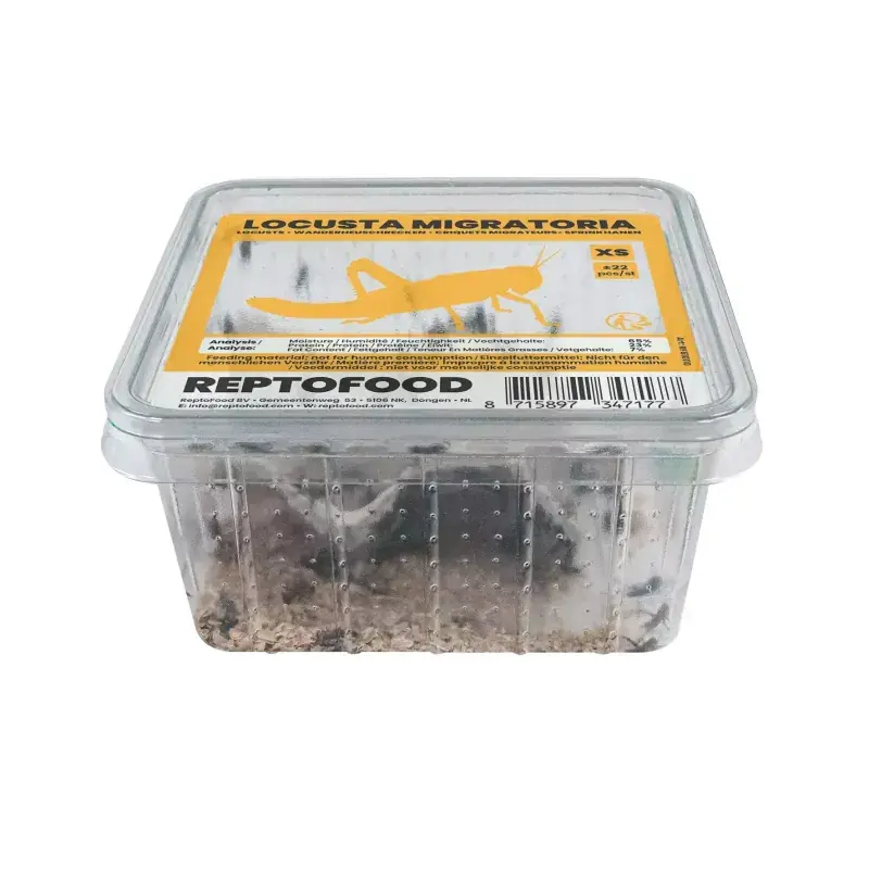 ReptoFood Levende Treksprinkhanen voor Reptielen XS - Locusta Migratoria Lage Kosten