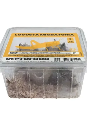 Fabrieksprijs ReptoFood Levende Treksprinkhanen voor Reptielen S - Locusta Migratoria