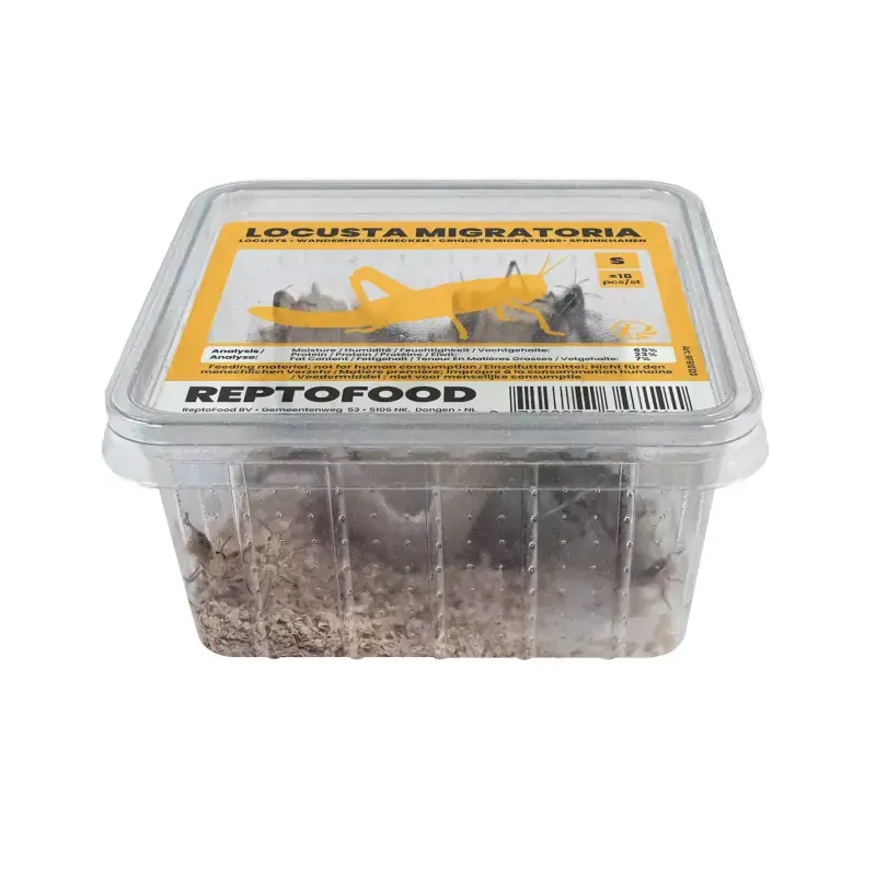 Fabrieksprijs ReptoFood Levende Treksprinkhanen voor Reptielen S - Locusta Migratoria