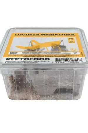 ReptoFood Levende Treksprinkhanen voor Reptielen M - Locusta Migratoria Veilige Betaling