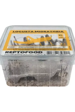 Favoriet ReptoFood Levende Treksprinkhanen voor Reptielen XL - Locusta Migratoria