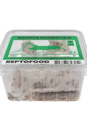 ReptoFood Levende Huiskrekels maat 2 voor Reptielen Must-Have