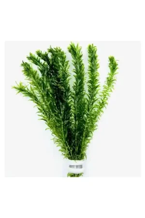Fabrieksprijs Bosje Waterpest Waterplanten