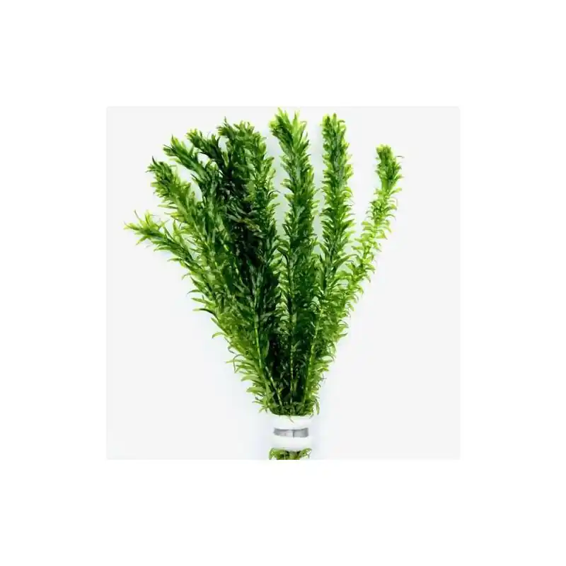 Fabrieksprijs Bosje Waterpest Waterplanten