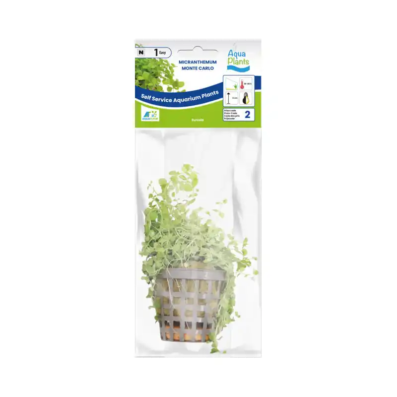 Aquariumplant Nieuw Parelkruid 5 cm in pot Seizoensaanbieding