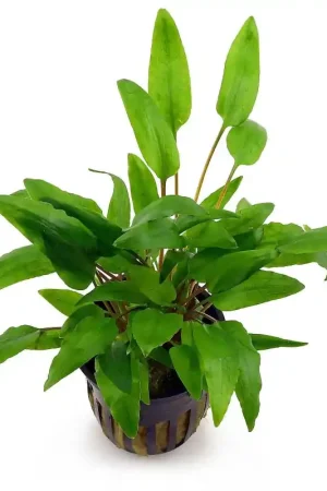 Alleen Vandaag Cryptocoryne Wendtii groen