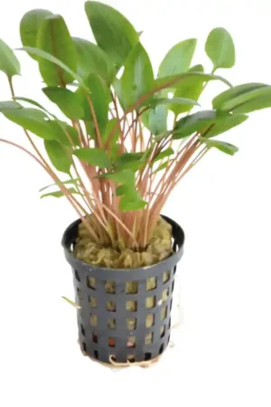 Aquariumplant Waterkelk Wendtii 5 cm in pot Koop Online