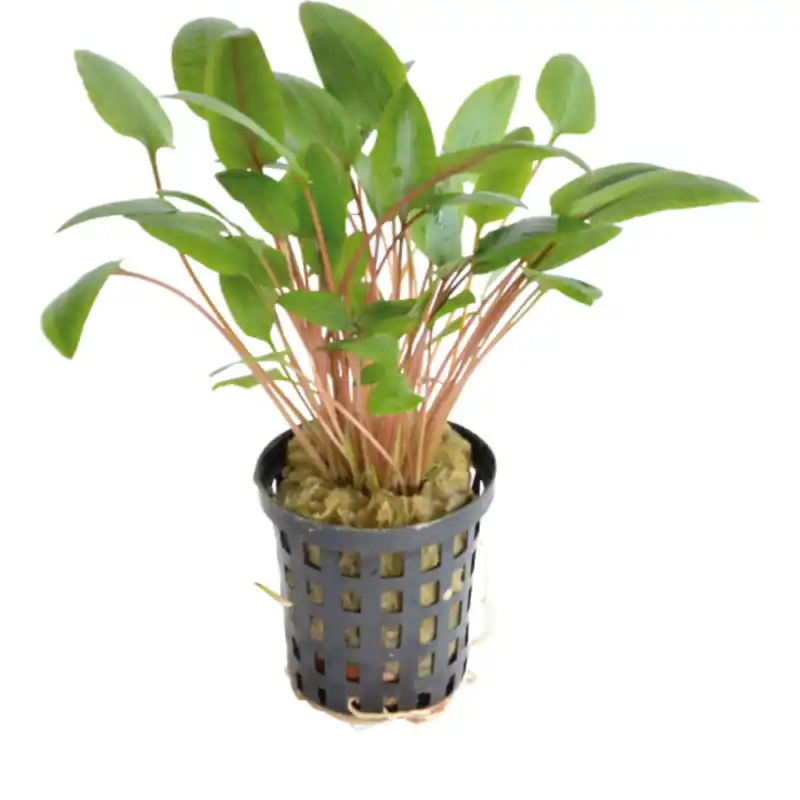 Aquariumplant Waterkelk Wendtii 5 cm in pot Koop Online