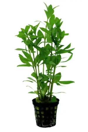 Superprijs Aquariumplant Indische waterplant 5cm in pot