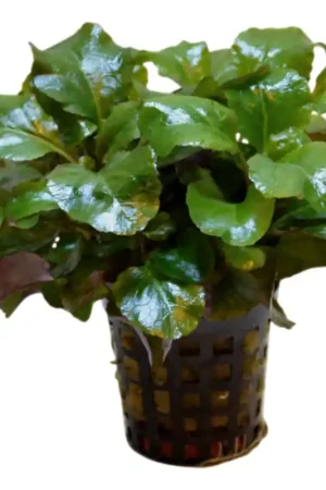 Alleen Vandaag Aquariumplant kardinaalslobelia 5 cm in pot
