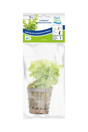 Nu Kopen Aquariumplant Penningkruid 5 cm in pot