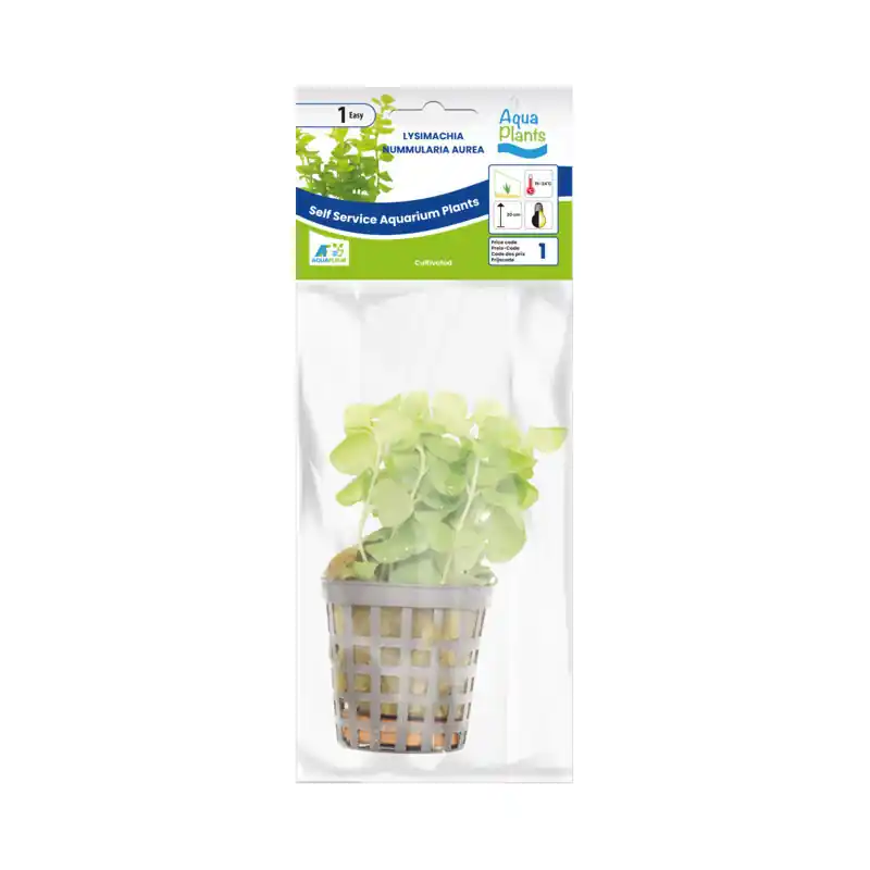 Nu Kopen Aquariumplant Penningkruid 5 cm in pot