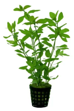 Koopje Aquariumplant Indische Watervriend 5cm in pot