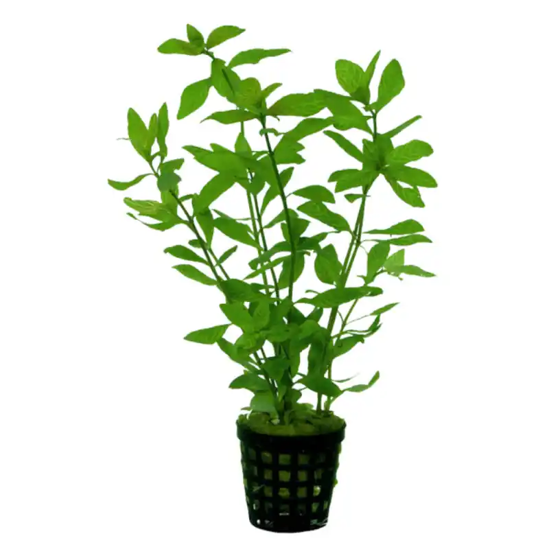 Koopje Aquariumplant Indische Watervriend 5cm in pot
