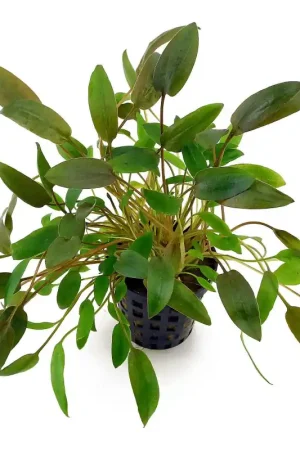 Cryptocoryne Wendtii bruin Veilige Betaling