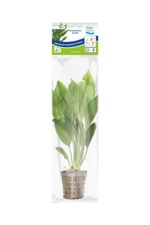 Aquariumplant Amazone zwaardplant 5 cm in pot Laatste Kans
