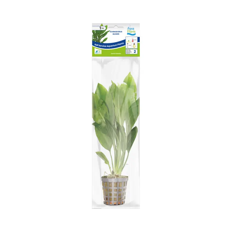Aquariumplant Amazone zwaardplant 5 cm in pot Laatste Kans