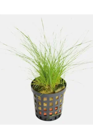 Aquariumplant Naaldgras 5 cm in pot Nieuw