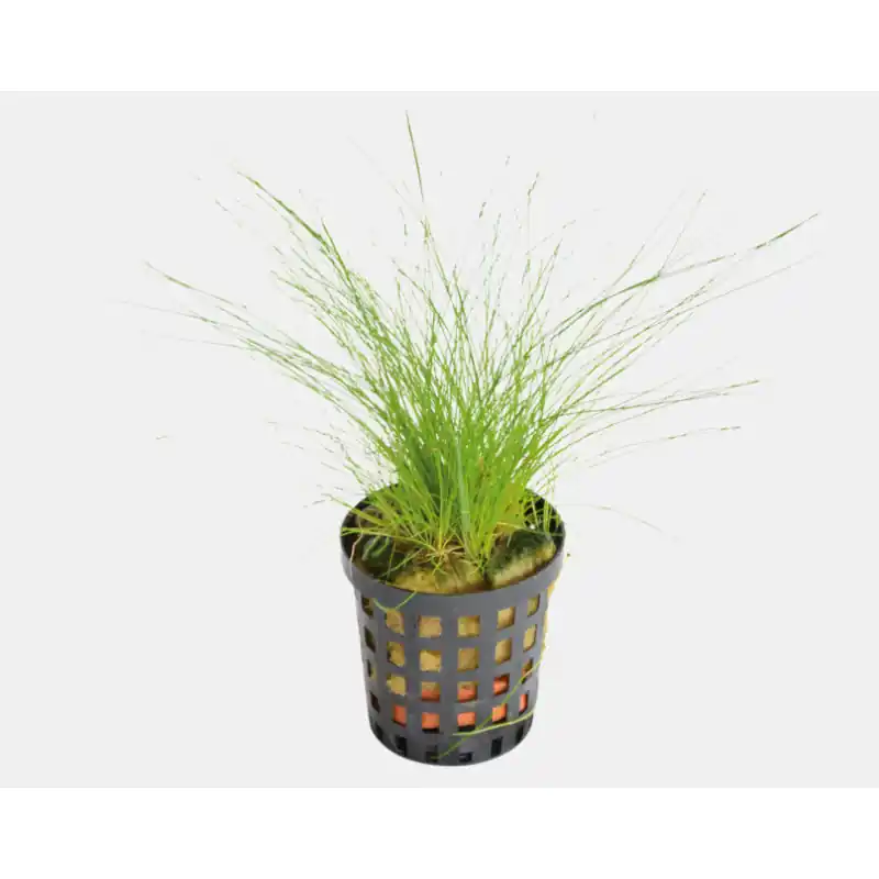 Aquariumplant Naaldgras 5 cm in pot Nieuw