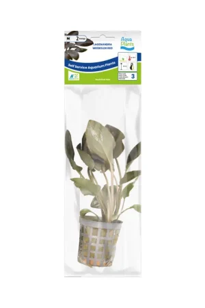 Actieprijs Aquariumplant Rode Lagenandra 5 cm in pot