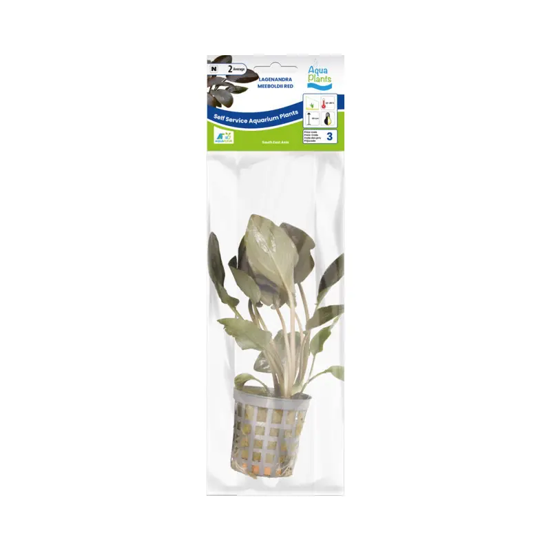 Actieprijs Aquariumplant Rode Lagenandra 5 cm in pot