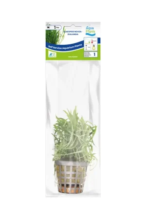 Exclusieve Aanbieding Aquariumplant Nieuw-Zeelandse Grasplant 5 cm in pot