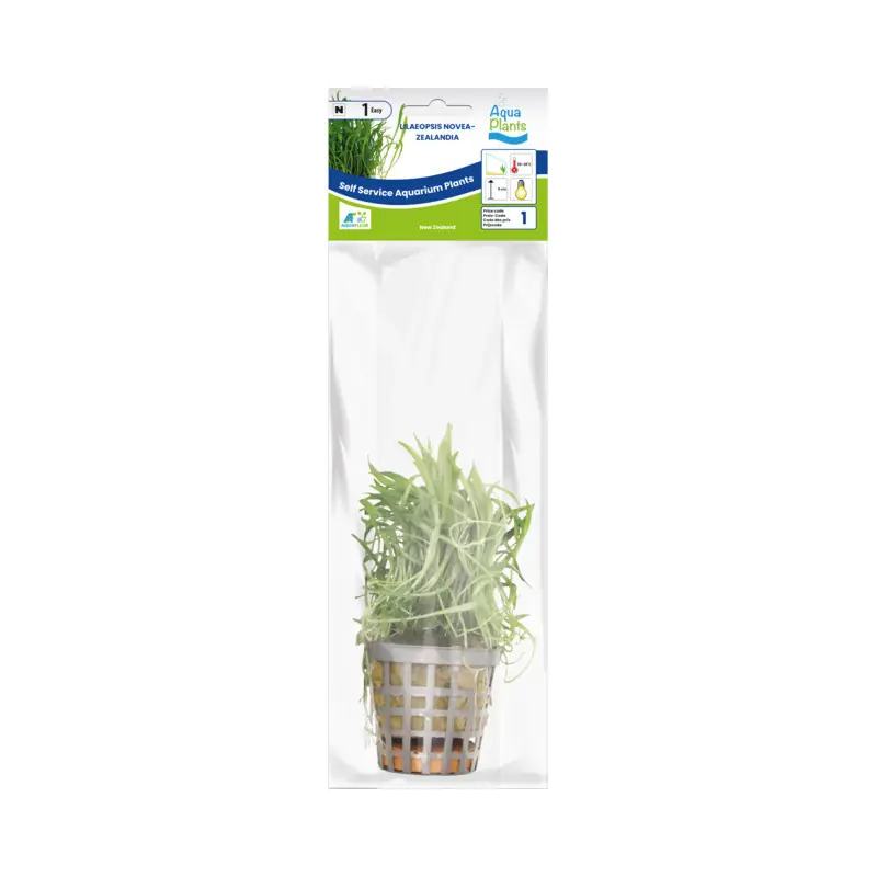Exclusieve Aanbieding Aquariumplant Nieuw-Zeelandse Grasplant 5 cm in pot