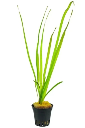 Vallisneria Spiralis Veilige Betaling