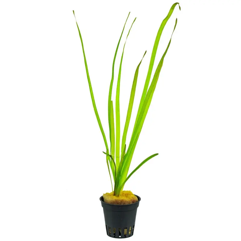 Vallisneria Spiralis Veilige Betaling