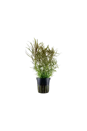 Eustralis Stellata grof Veilige Betaling