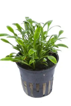Cryptocoryne Parva Koop Online