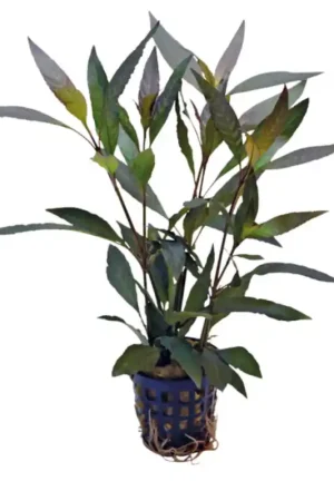 aquariumplant Moeraskruid 5cm in pot Veilige Betaling