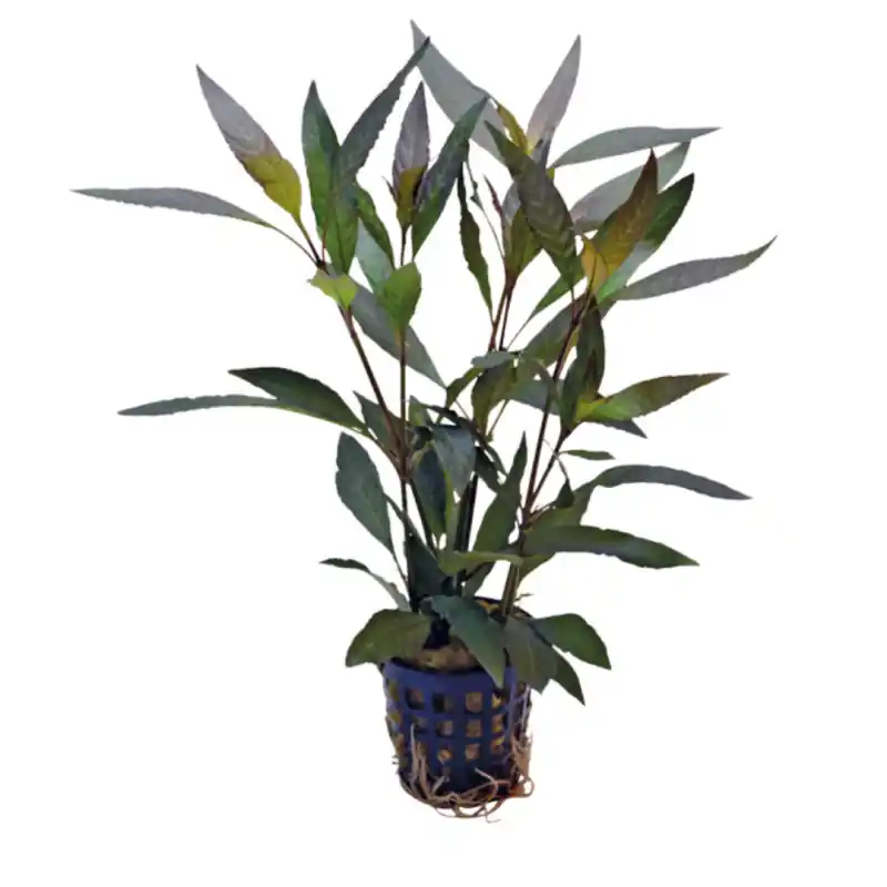 aquariumplant Moeraskruid 5cm in pot Veilige Betaling
