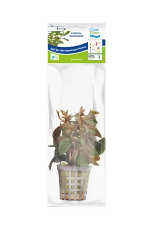 Bestseller Aquariumplant Rode Ludwigia 5 cm in pot