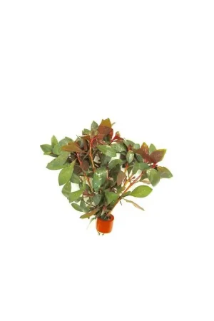 Aanbieding Bosje Ludwigia Repens Diamond Red