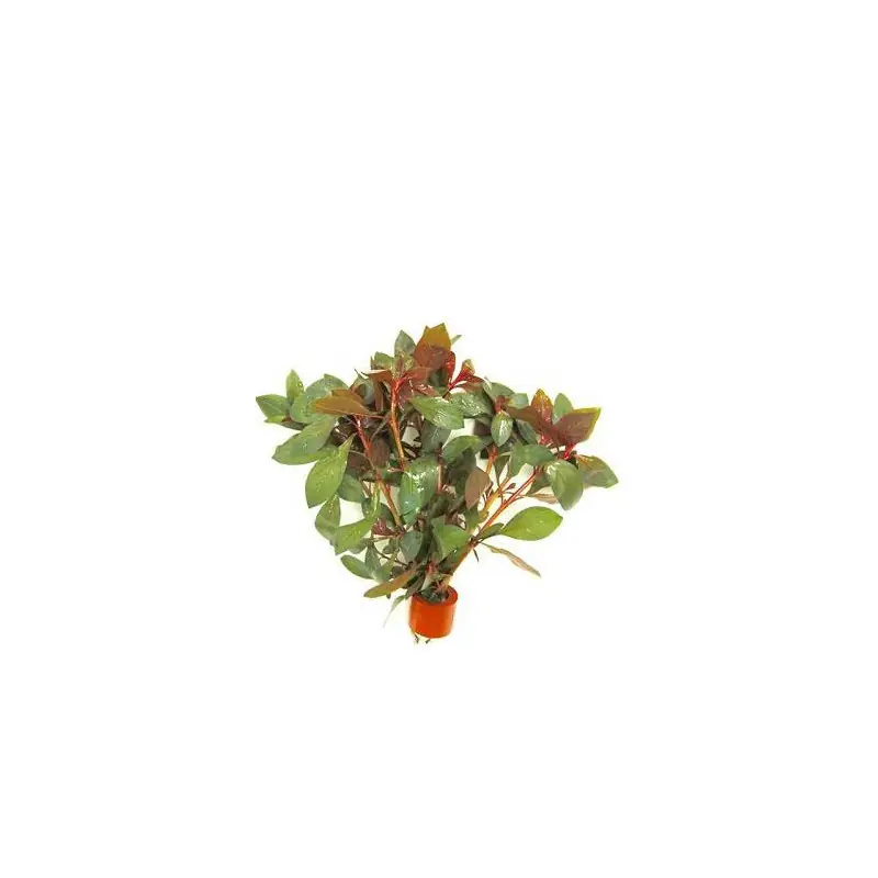 Aanbieding Bosje Ludwigia Repens Diamond Red