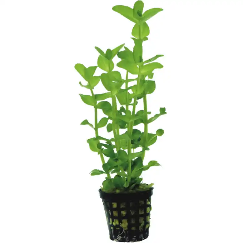 Fabrieksprijs Aquariumplant Citroenbacopa 5cm in pot