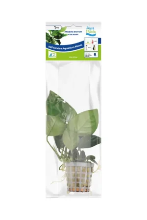 Aquariumplant Dwerg Anubias 5cm in pot Gecertificeerd