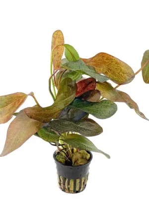 Dagaanbieding Echinodorus Ozelot rood