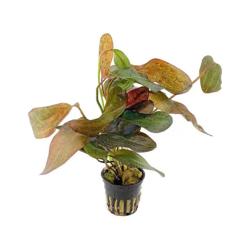 Dagaanbieding Echinodorus Ozelot rood